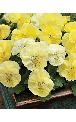 Віола віттрока Colossus F1 Lemon Shades