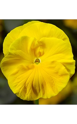 Віола віттрока Colossus F1 Pure Golden Yellow