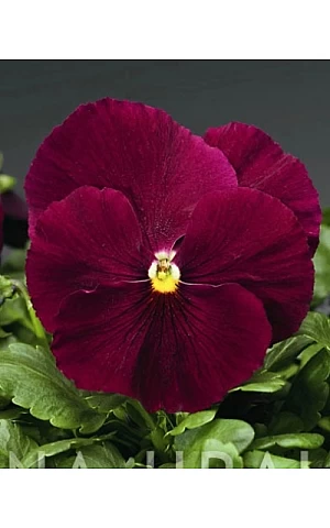 Віола віттрока Colossus F1 Pure Rose