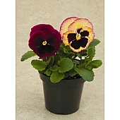 Віола віттрока Colossus F1 Rose Surprise