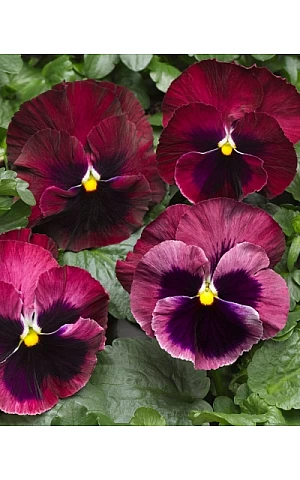 Віола віттрока Colossus F1 Rose with Blotch