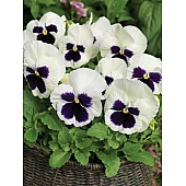 Віола віттрока Colossus F1 White with Blotch