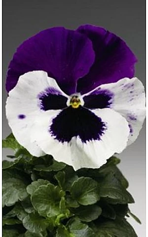 Віола віттрока Colossus F1 White with Purple Wing
