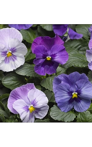 Віола віттрока Delta F1 Lavender Shades