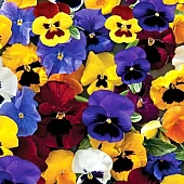 Віола віттрока Delta F1 Mix