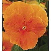 Віола віттрока Delta F1 Pure Orange