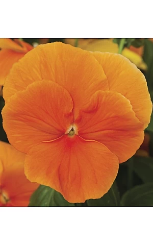 Віола віттрока Delta F1 Pure Orange