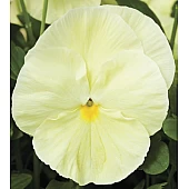 Віола віттрока Delta F1 Pure Primrose