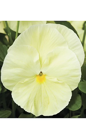 Віола віттрока Delta F1 Pure Primrose
