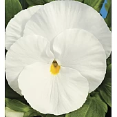 Віола віттрока  Delta F1 Pure White