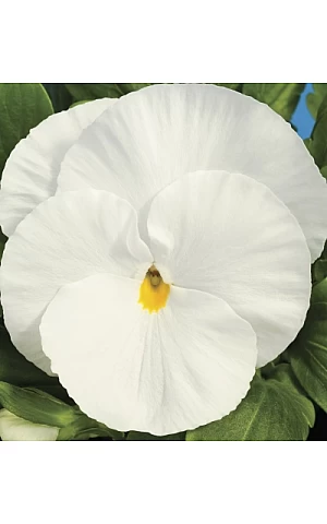 Віола віттрока  Delta F1 Pure White