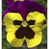 Віола віттрока  Delta F1 Yellow with Purple Wing