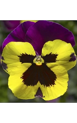 Віола віттрока  Delta F1 Yellow with Purple Wing