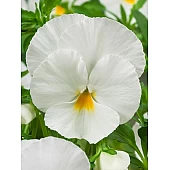 Віола віттрока Mammoth F1 White Hot