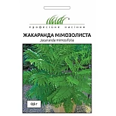 Жакаранда Мимозолистая 