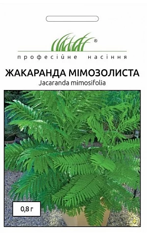 Жакаранда Мимозолистая