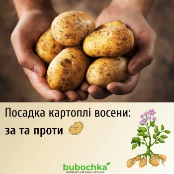 Посадка картофеля осенью: особенности технологии Посадка картофеля осенью: особенности технологии