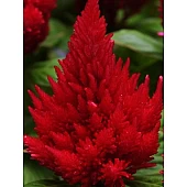 Целозия перистая Ice Cream Cherry