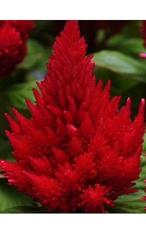 Целозия перистая Ice Cream Cherry