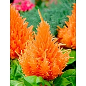 Целозия перистая Ice Cream Orange