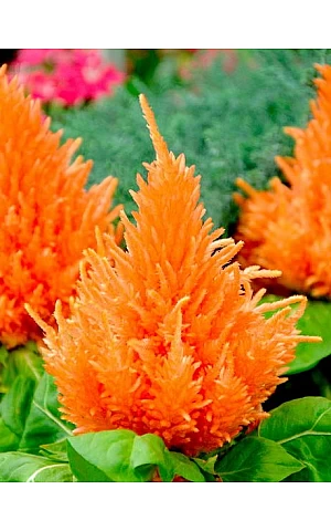 Целозия перистая Ice Cream Orange