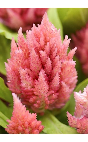Целозия перистая Ice Cream Pink