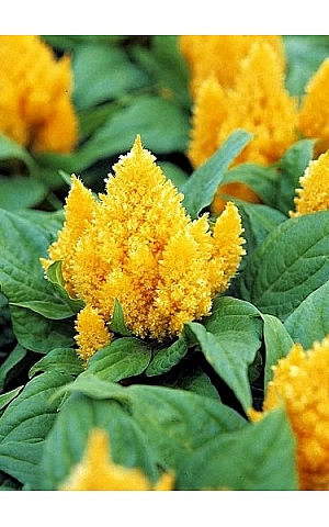 Целозия перистая Ice Cream Yellow