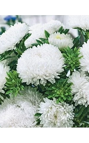 Астра Syringa White