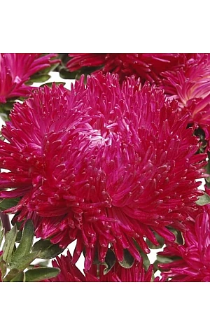 Астра Ballon Red