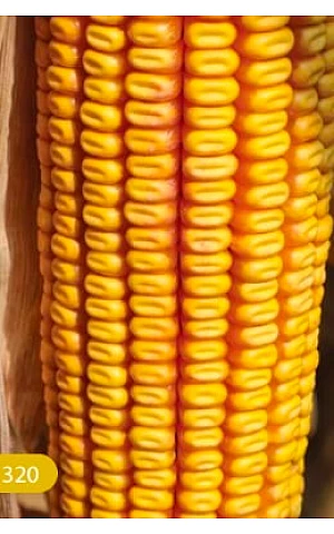 Кукуруза Партизан ФАО 320