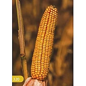 Кукуруза Сеньор ФАО 320