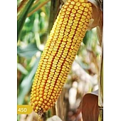 Кукуруза Гигант ФАО 450