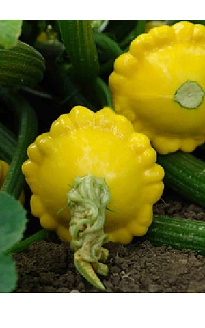 Патиссон Санни Делайт (Sunny Delight)  Seminis