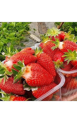 Клубника FRIGO Брилла