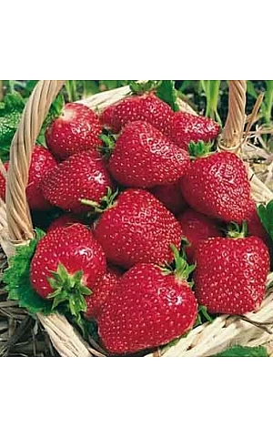 Клубника FRIGO Кабрилло