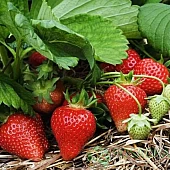 Полуниця FRIGO Мурано