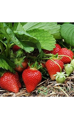 Клубника FRIGO Мурано
