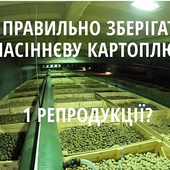 Как и в каких условиях хранится Ваш картофель? Видеоотчет