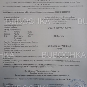 Сертификат на семенной картофель Беллароза 2021 год