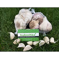 Озимый чеснок уже в продаже!