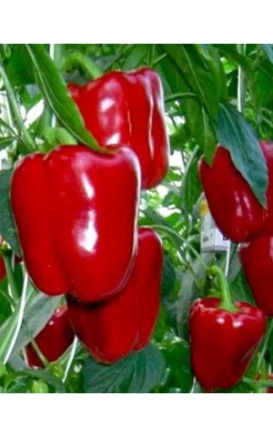 Перец сладкий Квадрато Асти красный