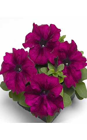 Петунія грандіфлора Tango F1 Burgundy