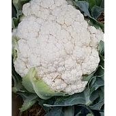 Капуста Цветная Лекану F1  Syngenta