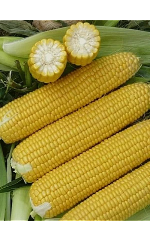 Кукуруза Сахарная Старшайн F1  Syngenta
