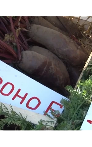 Свекла Фороно 