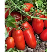 Томат Умекс F1  Syngenta