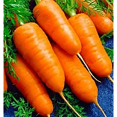 Морковь Шантино Kouel
