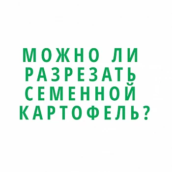 Можно ли разрезать семенной картофель? Ответ специалиста