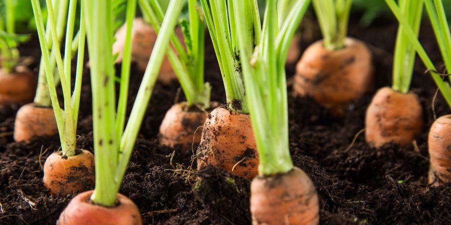 Как посеять морковь под зиму, чтобы получить хороший урожай в июне?